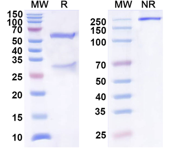 CXCL1/NAP-3/GRO-alpha Mouse Monoclonal Antibody