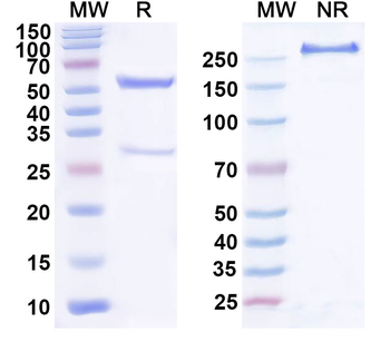 TGFB2/TGF-beta-2 Mouse Monoclonal Antibody