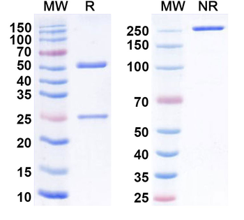NGF/Beta-NGF Mouse Monoclonal Antibody