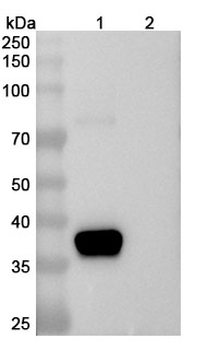IGF1 Mouse Monoclonal Antibody