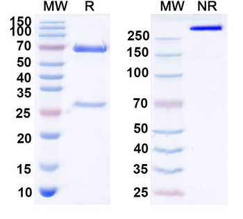 GDF11/BMP11 Mouse Monoclonal Antibody