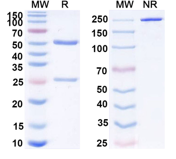 EPO Mouse Monoclonal Antibody