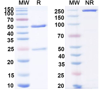 IL36RN/IL-1F5 Mouse Monoclonal Antibody