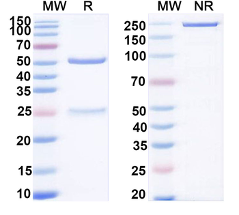 IL27 Mouse Monoclonal Antibody