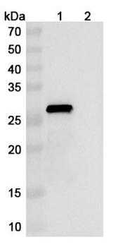 IL27 Mouse Monoclonal Antibody