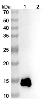 IL13 Human Monoclonal Antibody