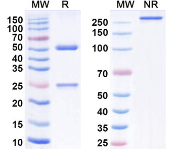 IL12A/IL-12 p35/NKSF1 Mouse Monoclonal Antibody