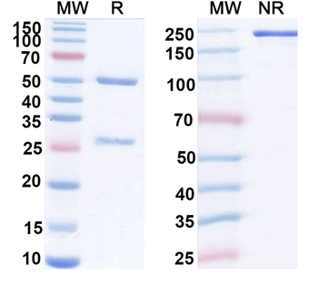 IL11 Human Monoclonal Antibody