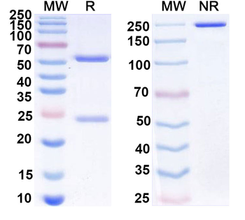 IL5 Human Monoclonal Antibody