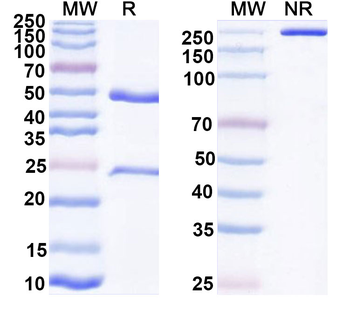 Human Monoclonal Antibody