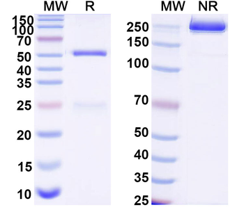 CD100/SEMA4D Mouse Monoclonal Antibody
