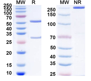 CD220/INSR Mouse Monoclonal Antibody