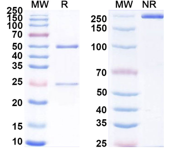 CD96 Mouse Monoclonal Antibody