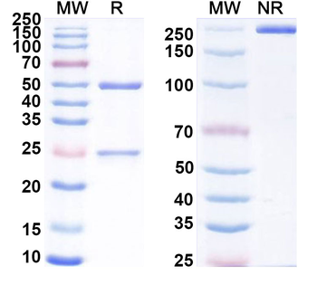 ZP2 Rat Monoclonal Antibody