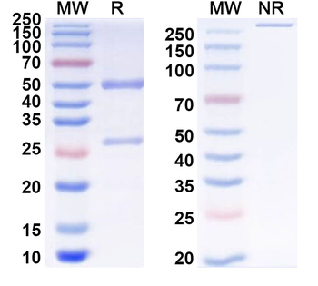 Thy-1.2/CD90.2 Rat Monoclonal Antibody