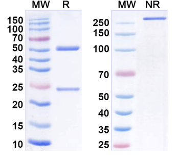 TIMD4/TIM-4 Rat Monoclonal Antibody