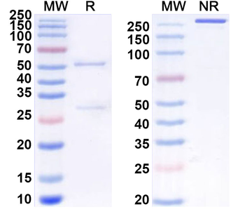 SHH Rat Monoclonal Antibody