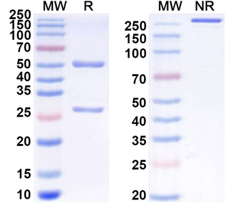 H2-Ab1/MHCII Rat Monoclonal Antibody