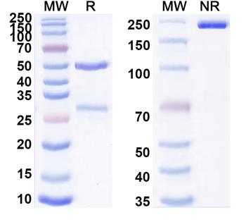 TCR αβ/alpha-beta TCR Rat Monoclonal Antibody
