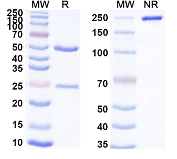 EDAR/DL Mouse Monoclonal Antibody