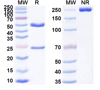 CD309/KDR/VEGFR-2 Rat Monoclonal Antibody