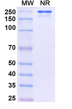 CD248 Human Monoclonal Antibody