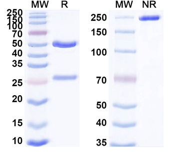CD230 Rat Monoclonal Antibody