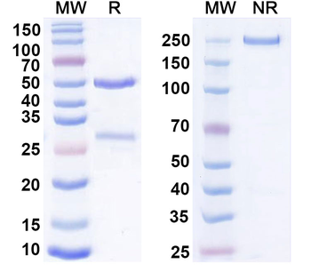 CD207 Rat Monoclonal Antibody