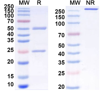 CD207 Rat Monoclonal Antibody