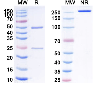 CD156b/ADAM17 Rat Monoclonal Antibody