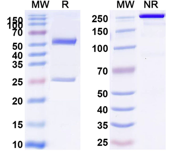 CD134/TNFRSF4/OX40 Rat Monoclonal Antibody
