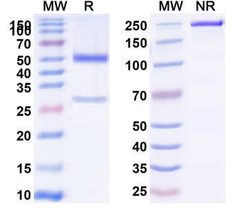CD73/NT5E Rat Monoclonal Antibody