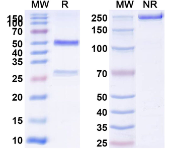 CD62E/SELE Rat Monoclonal Antibody