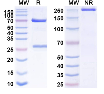 CD19 Rat Monoclonal Antibody
