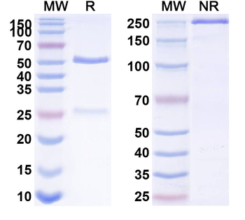 CD8 Mouse Monoclonal Antibody