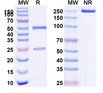 CD8a/Lyt2 Rat Monoclonal Antibody