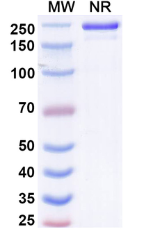 CD8a/Lyt2 Mouse Monoclonal Antibody