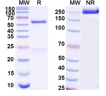 Normal Llama IgG Isotype Control Polyclonal Antibody