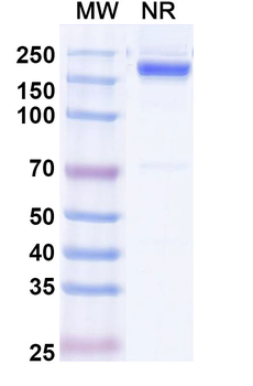 Rabbit IgG Isotype Control Monoclonal Antibody