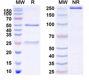 Rat IgG2b kappa Isotype Control Monoclonal Antibody