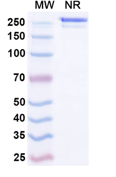 Rat IgG2b Isotype Control Monoclonal Antibody
