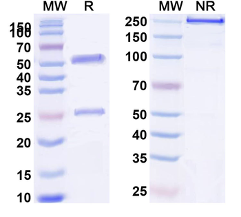 Rat IgG2a Isotype Control Monoclonal Antibody