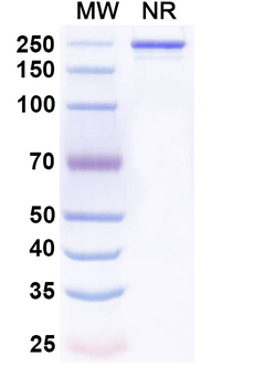 Rat IgG2a Isotype Control Monoclonal Antibody