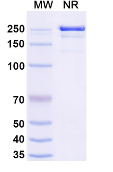 Rat IgG1 Isotype Control Monoclonal Antibody