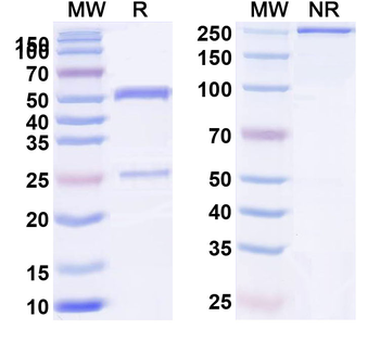Rat IgG1 Isotype Control Monoclonal Antibody