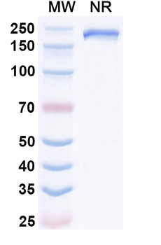 Rat IgG1 Isotype Control Monoclonal Antibody