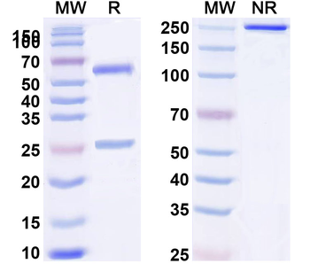 Rat IgG1 Isotype Control Monoclonal Antibody