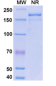 Mouse IgG3 kappa Isotype Control Recombinant Antibody