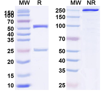 Mouse IgG2a (LALA) Isotype Control Recombinant Antibody
