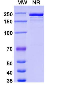 Human IgG4 (S228P) Isotype Control Monoclonal Antibody
